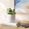 Succulent Arrangement In White Pot - Room Essentials™ -Room Essentials GUEST 58cc8f33 7b2b 4202 806c cfe765e525bf